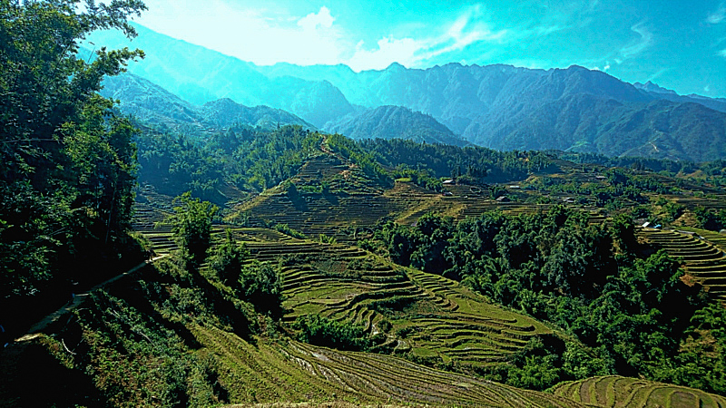 Rizières dans les montagnes