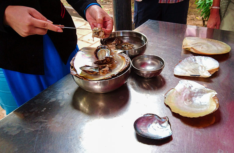 Oyster pearl extraction in Phu Quoc