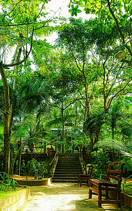 Trees near the beach in Phu Quoc