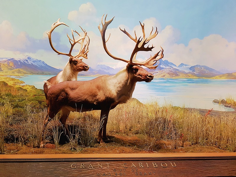 Animals at the American Museum of Natural History