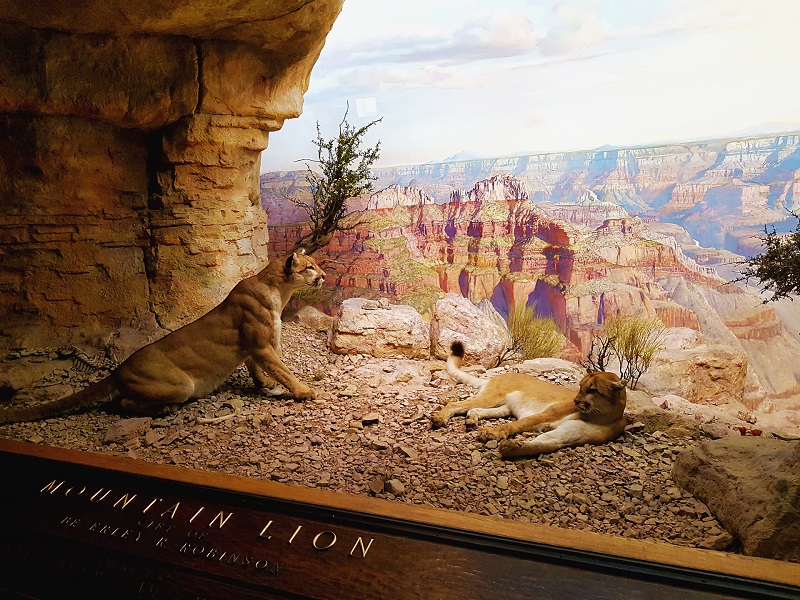 Animals at the American Museum of Natural History