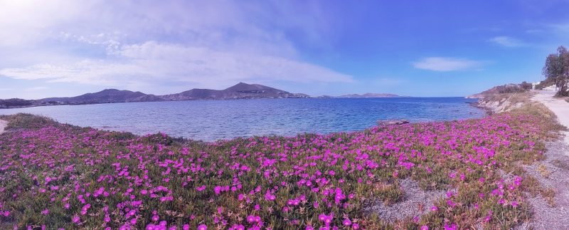 Pink flowers field