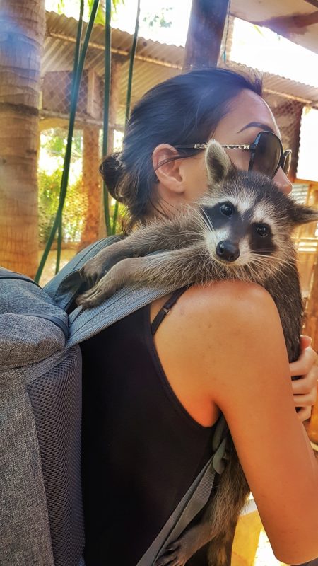 Baby raccoon