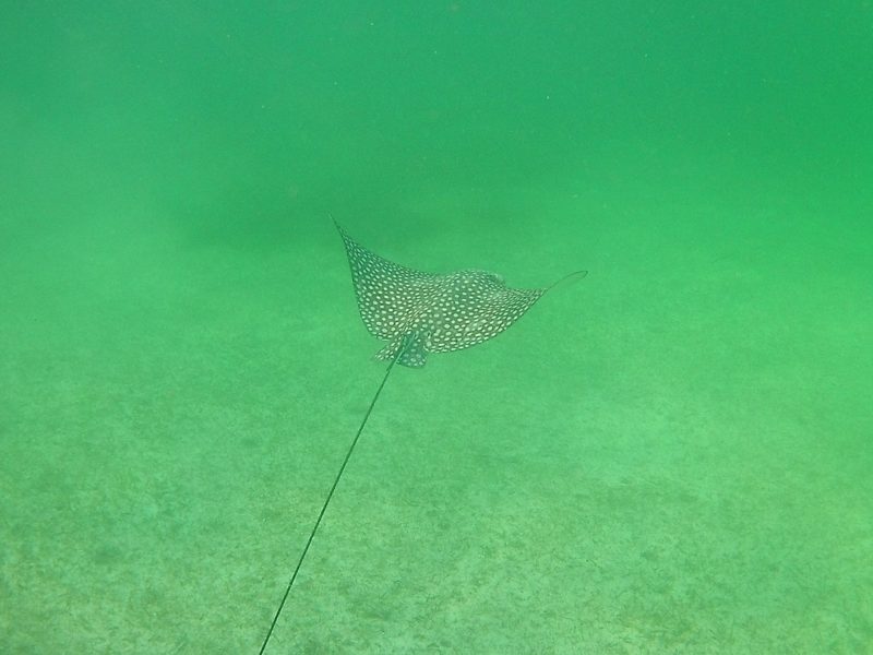 Eagle ray