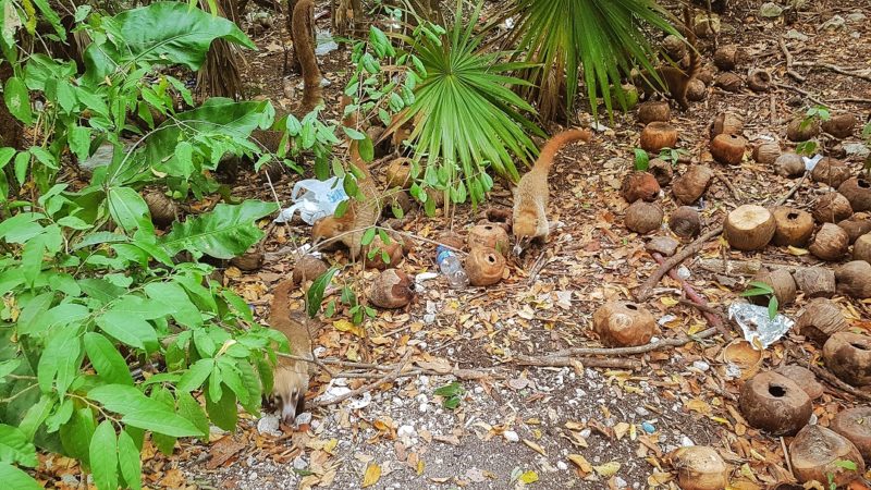 Red coatis