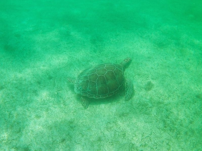 Turtle