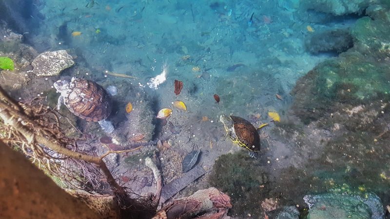 Turtles in Gran Cenote