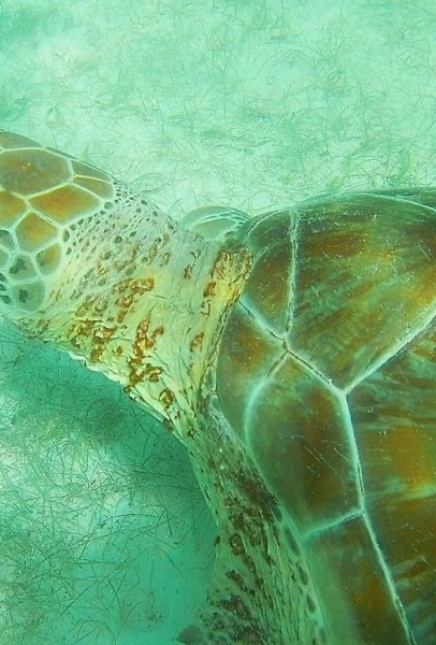 Swimming with turtles in Akumal