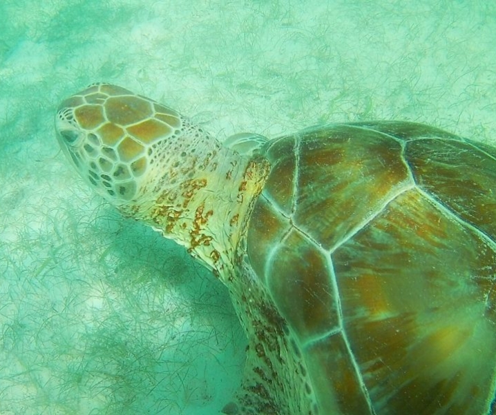 Nager avec des tortues à Akumal