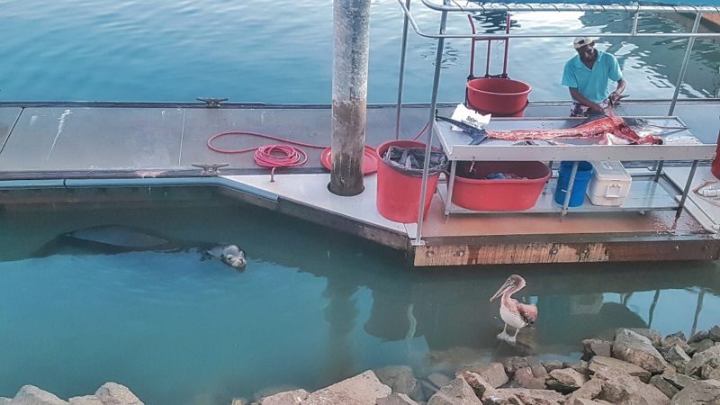 Un lion de mer et un poissonnier